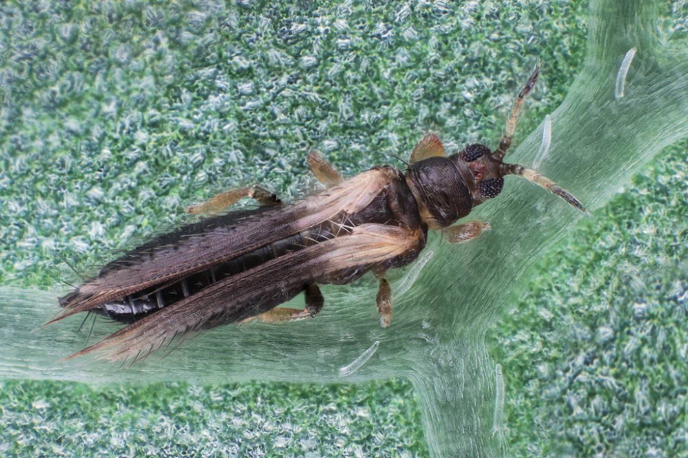 Thrips setosus female. © Manfred Ulitzka